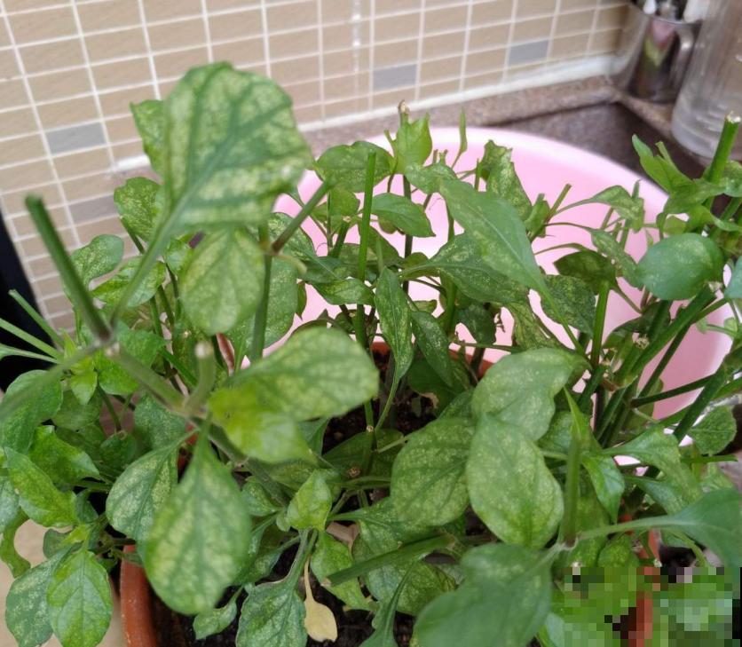 龙葵在家也能种,果子一批接一批长,赚大了! 龙葵在家也能种,果子一批接一批长,赚大了!