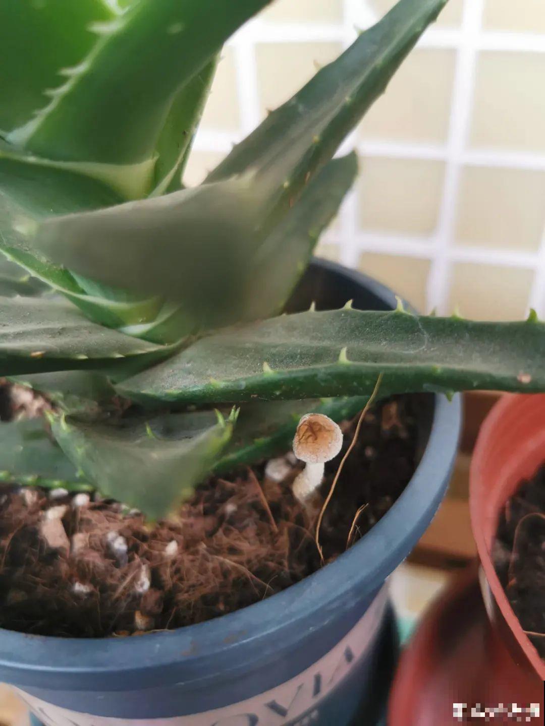 秋凉容易生虫子，月季招来害虫，必须赶紧换盆