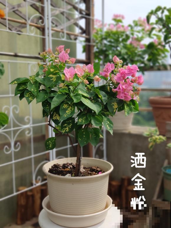 20平的小楼顶，养了100多盆三角梅，花团锦簇美不胜收！