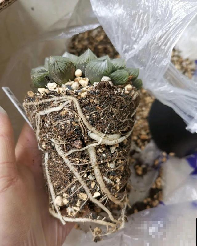 养根的3个小方法,照着一步步做,根能撑爆盆! 养根的3个小方法,照着一步步做,根能撑爆盆!