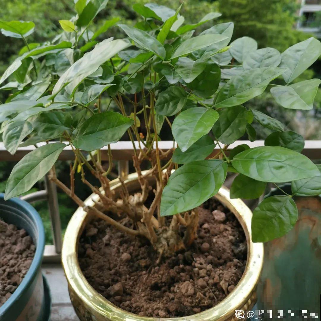 三伏已过,这花可以处理了,晚了错过开花! 三伏已过,这花可以处理了,晚了错过开花!