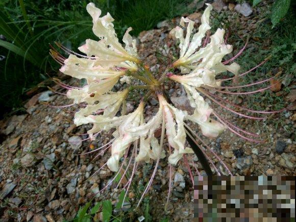 石蒜科的花,个比个漂亮,却是危险的有毒植物! 石蒜科的花,个比个漂亮,却是危险的有毒植物!