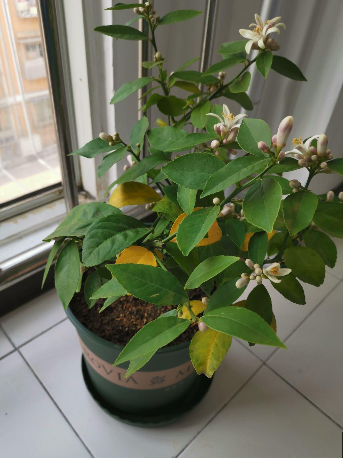 盆栽柠檬总发蔫儿？教你5招，叶子绿油油，果儿满枝头！