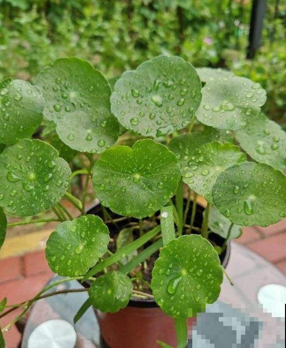 这4种花就是大水缸，越浇水越疯长，一缺水就枯了！