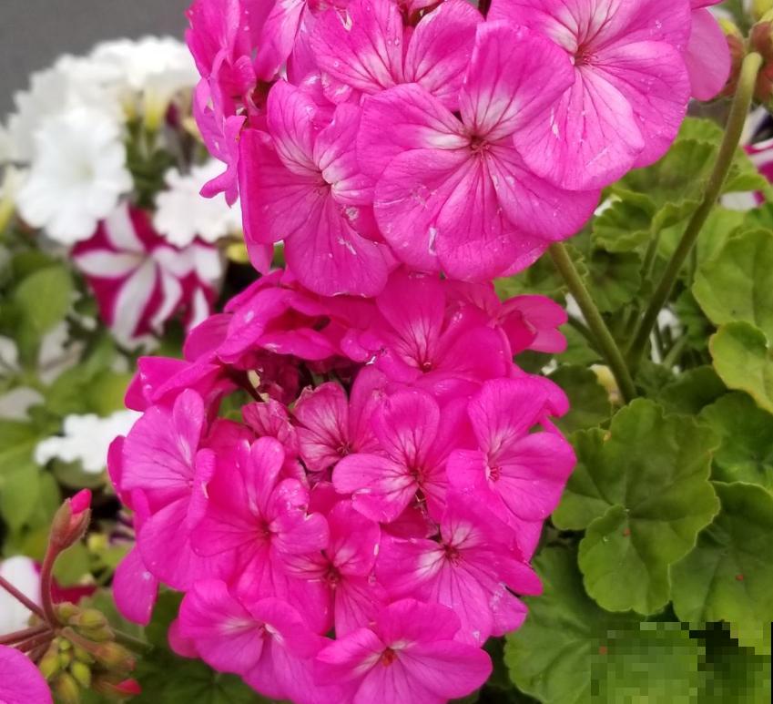 天竺葵出现黄叶，说明养护有问题，看看你是哪里做错了！