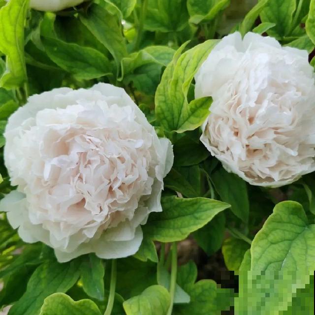 这花只能秋天养,埋土里就活,晚了再等一整年! 这花只能秋天养,埋土里就活,晚了再等一整年!