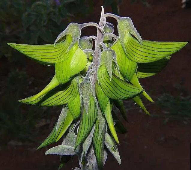 青鸟花,被束缚住的“蜂鸟”,美得太逼真! 青鸟花,被束缚住的“蜂鸟”,美得太逼真!