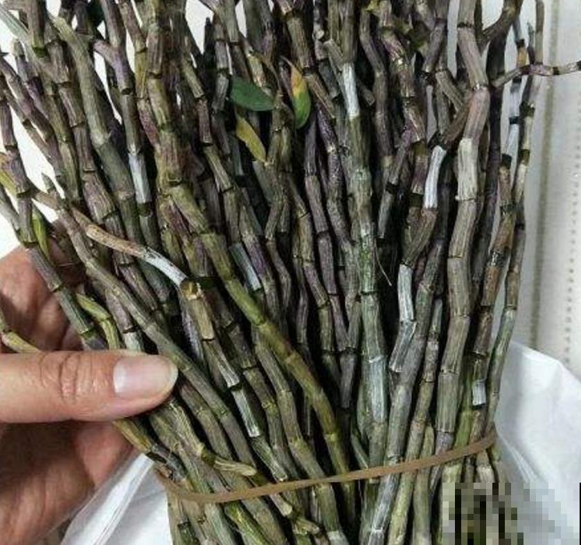 小众盆栽云南铁皮，把“黄金”种到家里，值大了！