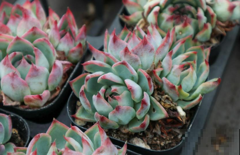 同样多肉淋雨，为啥别人家的越长越壮，你的直接拜拜？