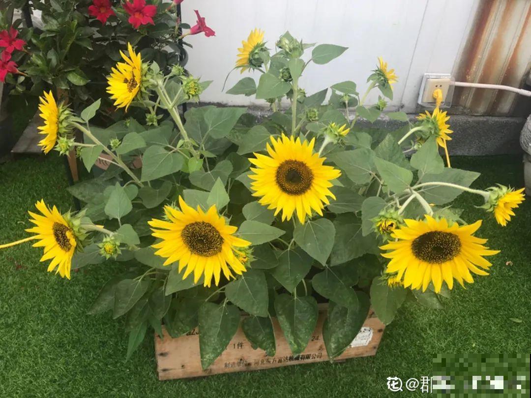 一次性的花，秋天开完就扔了，别浪费时间！