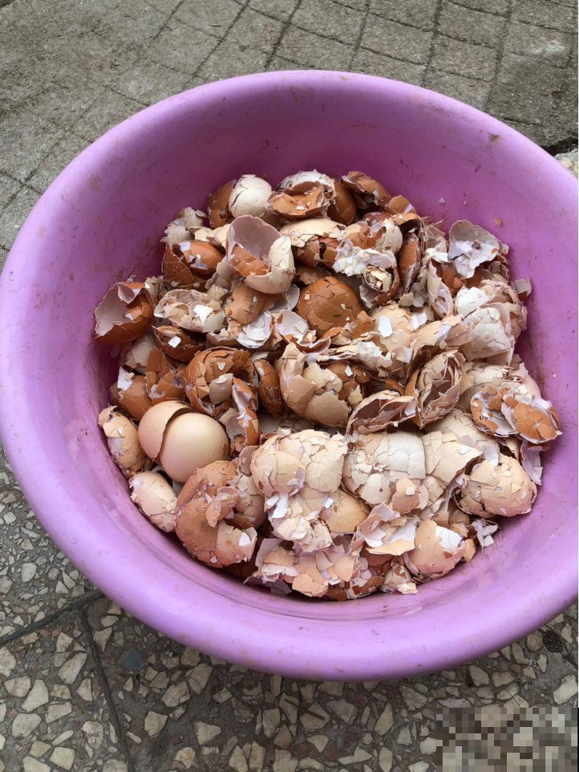 鸡蛋壳直接扣土里，三天长满小黑飞，到底为啥？