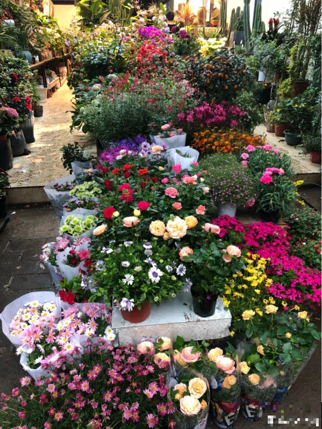 7种花,全是骗人的,白花冤枉钱! 7种花,全是骗人的,白花冤枉钱!