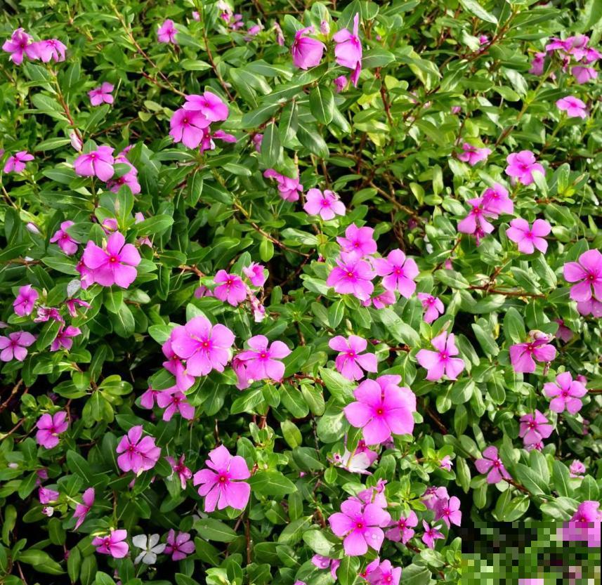 可以自生自长的花,种子掉土里就活,不用管开不停! 可以自生自长的花,种子掉土里就活,不用管开不停!