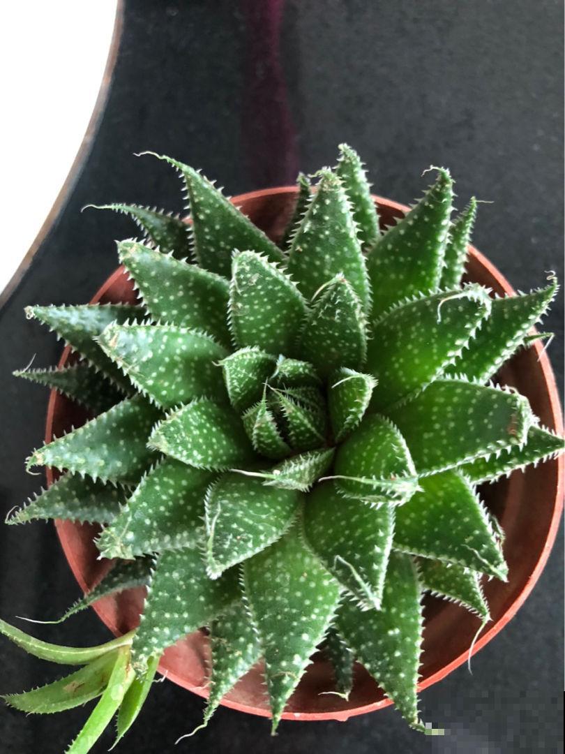 养了10年的芦荟，开出大红色花箭，寓意吉祥好运到