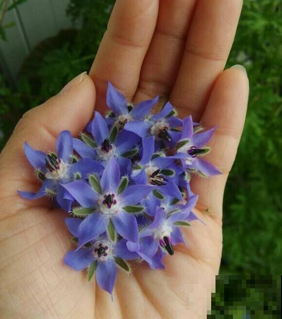 代表勇气的琉璃苣,梦幻不失好看,还特好养活! 代表勇气的琉璃苣,梦幻不失好看,还特好养活!