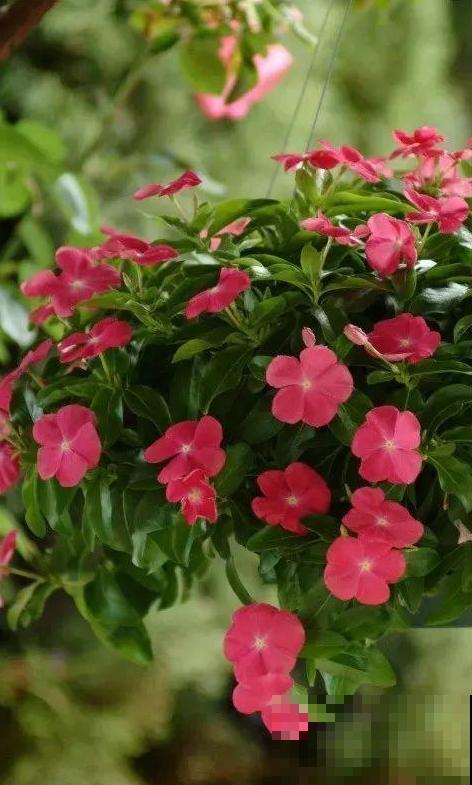 1种花是开花机器，只要温度合适，一年四季都能开花