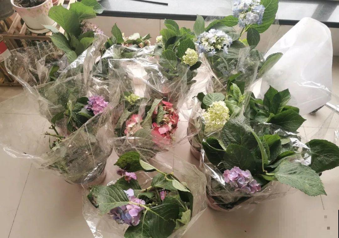 花堆成山,捡到手软,大麻袋都装不下了! 花堆成山,捡到手软,大麻袋都装不下了!