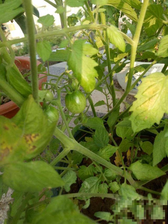 圣女果还用买？在家养一盆，吃都吃不完！