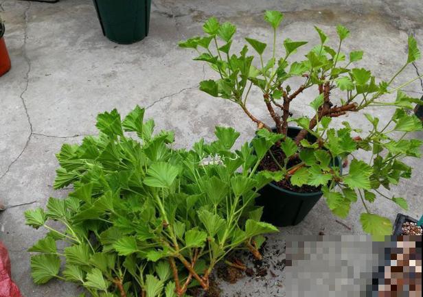 这些花马上就苏醒了,赶紧一瓢水浇透,个子立马蹿一截! 这些花马上就苏醒了,赶紧一瓢水浇透,个子立马蹿一截!