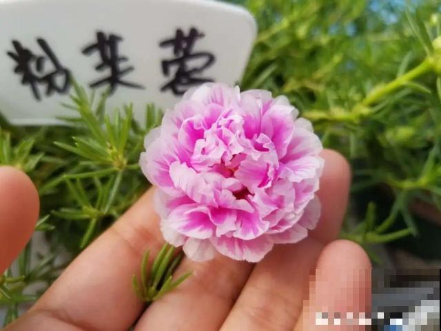 花开完别剪,再等15天,能收上千粒种子! 花开完别剪,再等15天,能收上千粒种子!