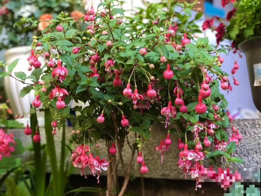 这些花马上就苏醒了,赶紧一瓢水浇透,个子立马蹿一截! 这些花马上就苏醒了,赶紧一瓢水浇透,个子立马蹿一截!