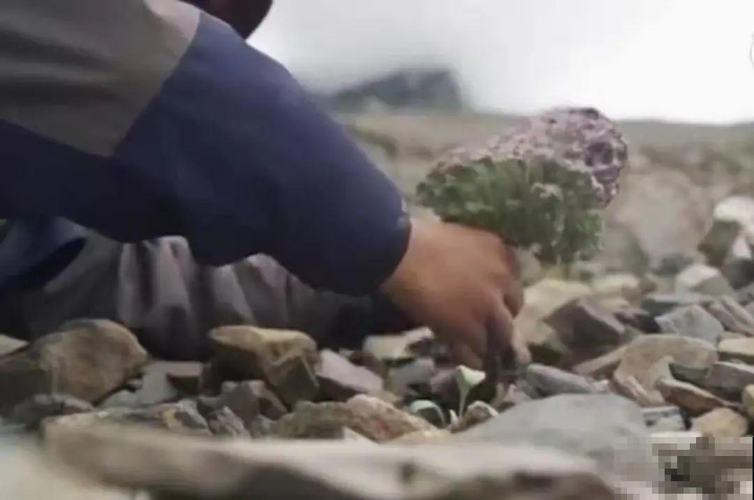 山上的雪莲,说摘就摘? 山上的雪莲,说摘就摘?