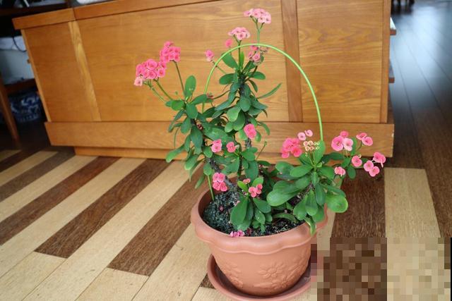 观赏佳品虎刺梅，4招养好，冬天也能开满盆！