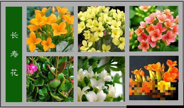 最齐全的《百花图谱》,珍藏起来,路边花都能叫上名! 最齐全的《百花图谱》,珍藏起来,路边花都能叫上名!