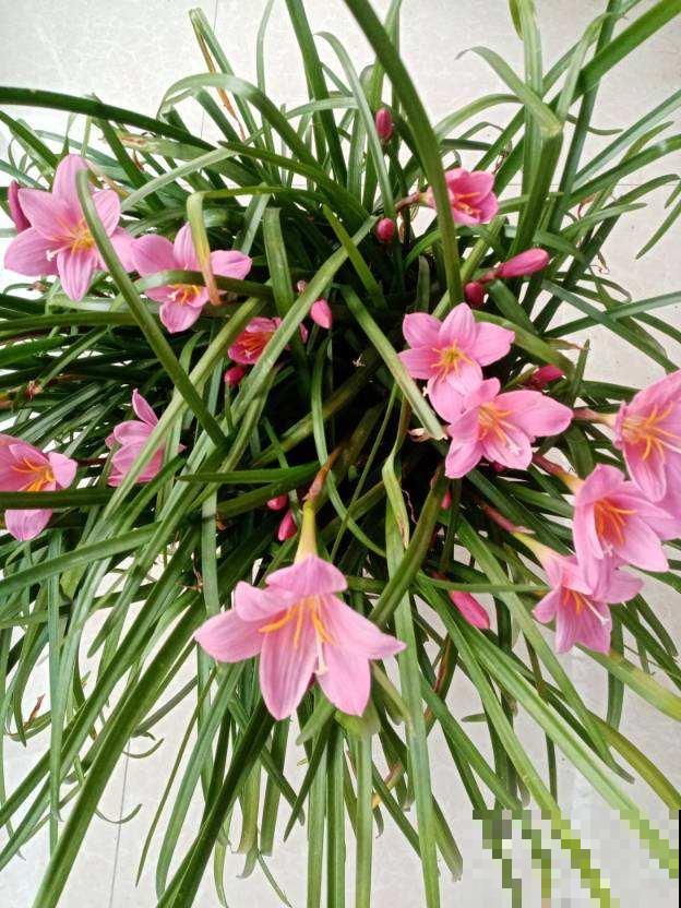 在家养花，选对品种投资十几块，一年能赚不少