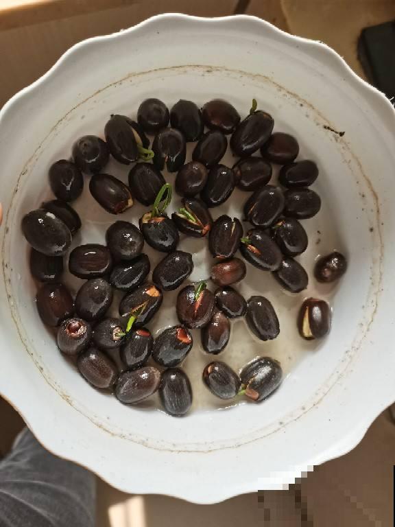 养碗莲的5个要点，简单好学，花朵一开就是满碗！