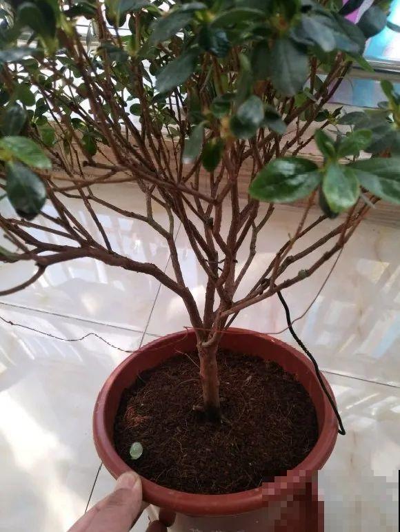 养花不一定要用大花盆，8种花要换小盆，挤着养才能长好