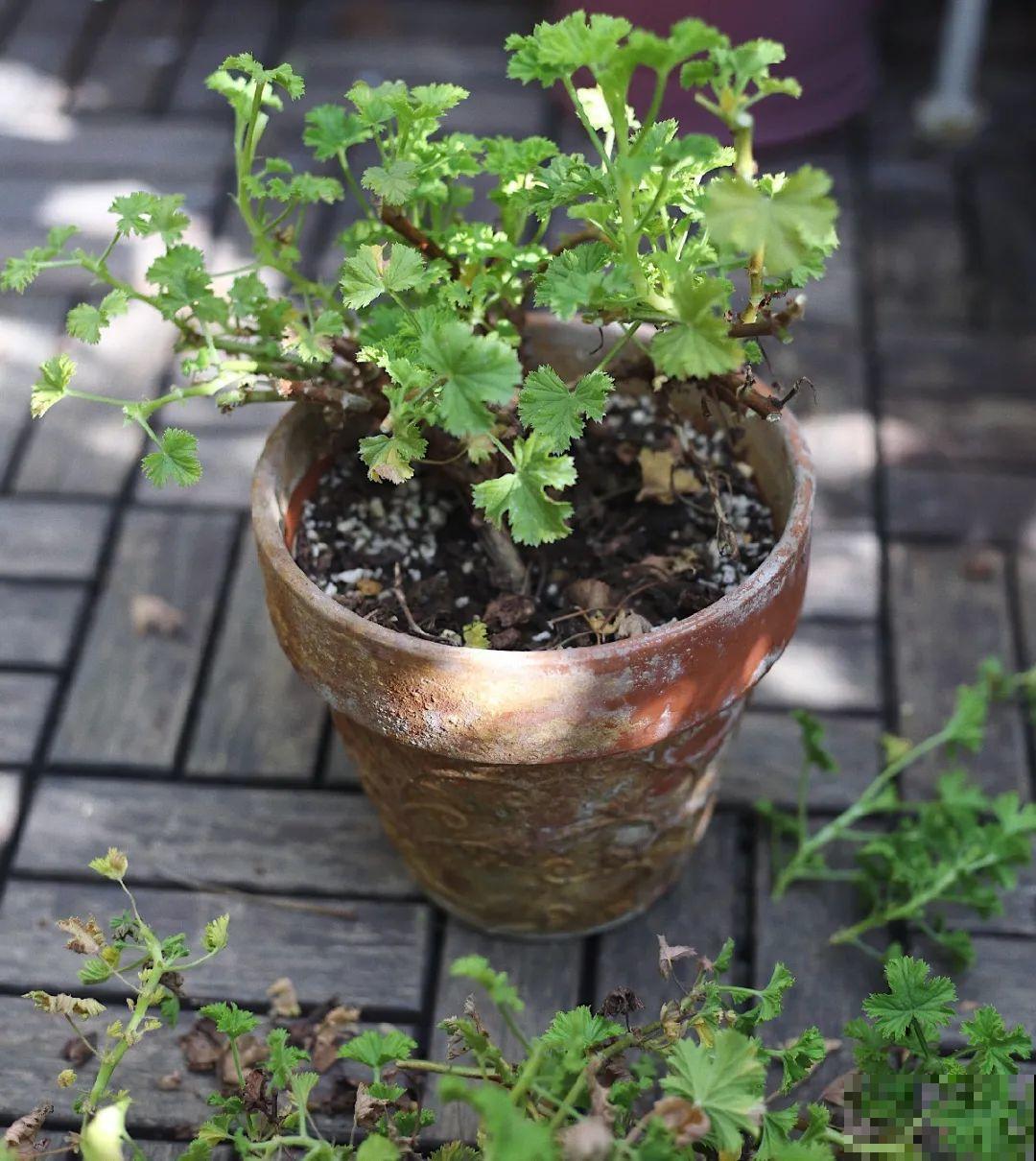 长寿花睡了一个夏天，终于要睡醒了，抓紧修剪才能继续旺长