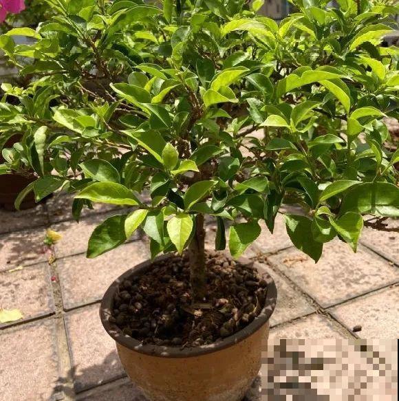 养花不一定要用大花盆，8种花要换小盆，挤着养才能长好