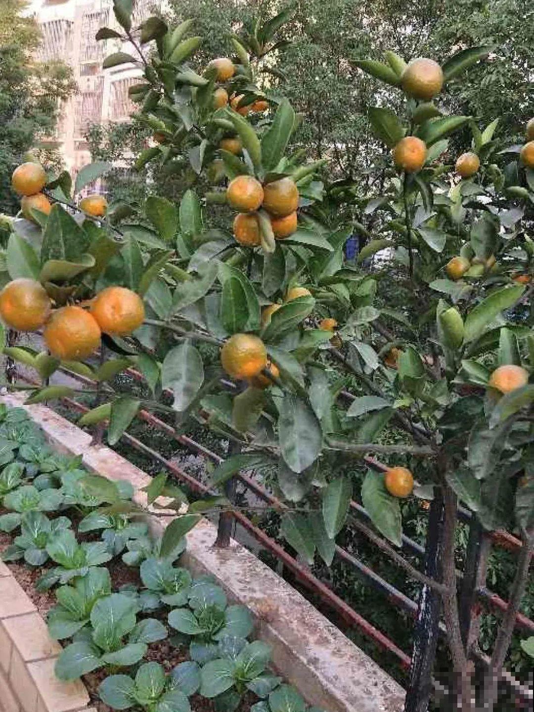 院子里种棵守家果树,镇宅风水好,旺人旺家 院子里种棵守家果树,镇宅风水好,旺人旺家