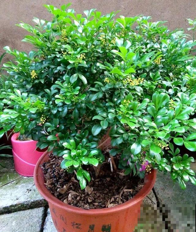 20种花,天凉了赶紧剪,来年开花有多又艳! 20种花,天凉了赶紧剪,来年开花有多又艳!