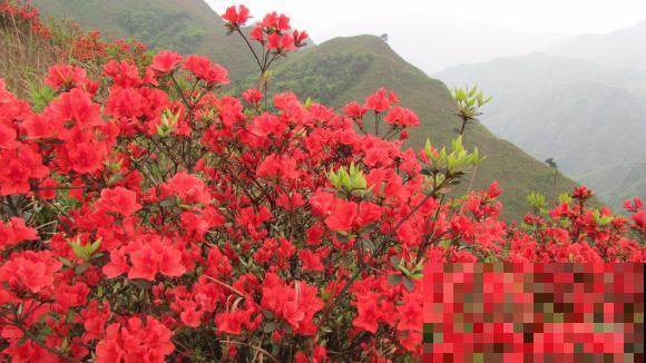 最适合各个地方养的花，快看你的家乡，适合养哪些花！