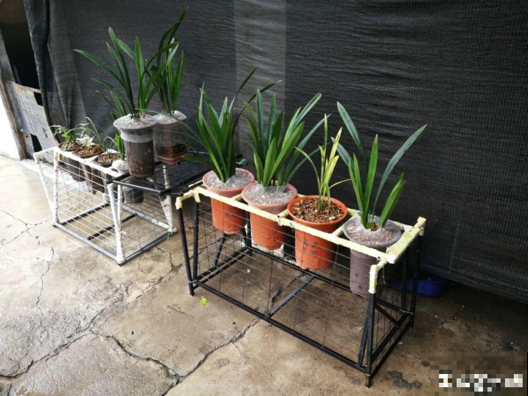 立秋后养花,8个注意事项,把花养的像白菜! 立秋后养花,8个注意事项,把花养的像白菜!