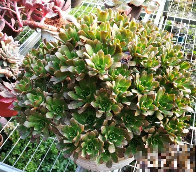 封闭小阳台，适合养这8种多肉，上色快、爆盆容易！