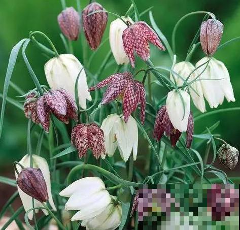 5种新颖的花，邻居没见过，养了你就被羡慕吧！