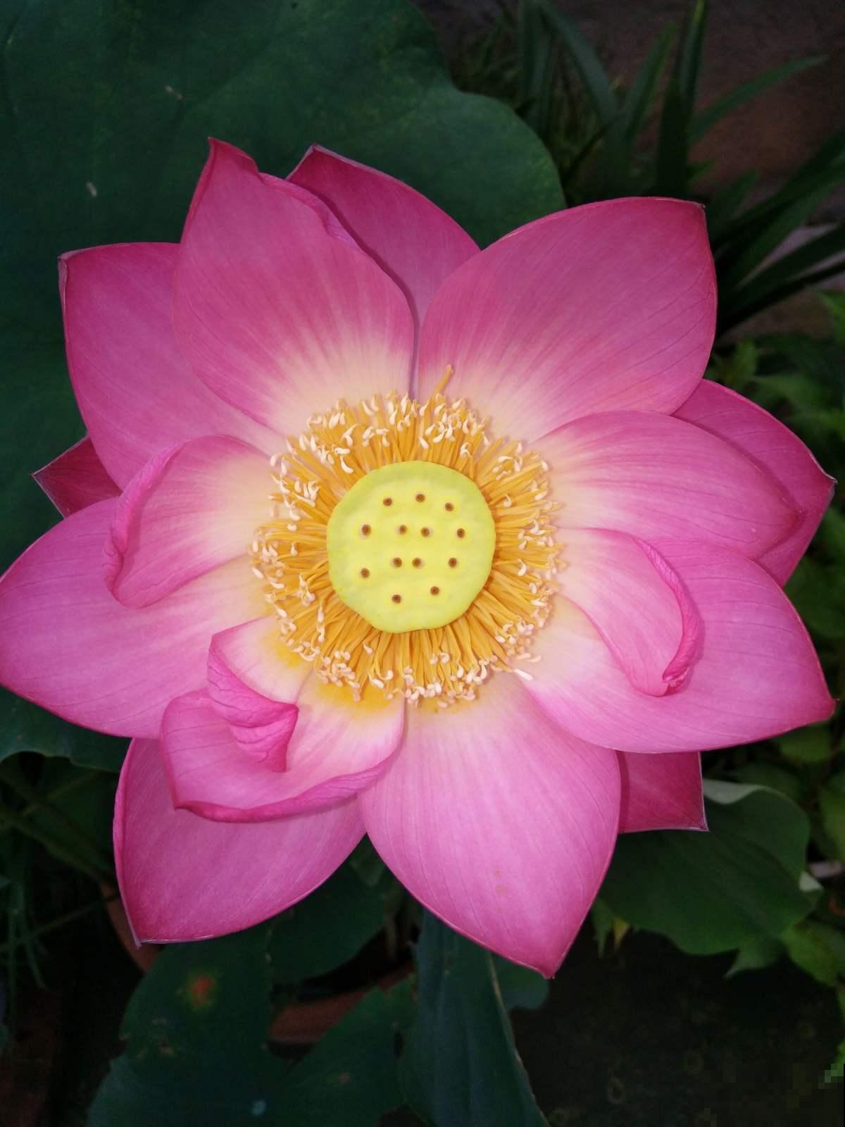 看惯了小花朵,养这5种花,开花大气惹人爱! 看惯了小花朵,养这5种花,开花大气惹人爱!