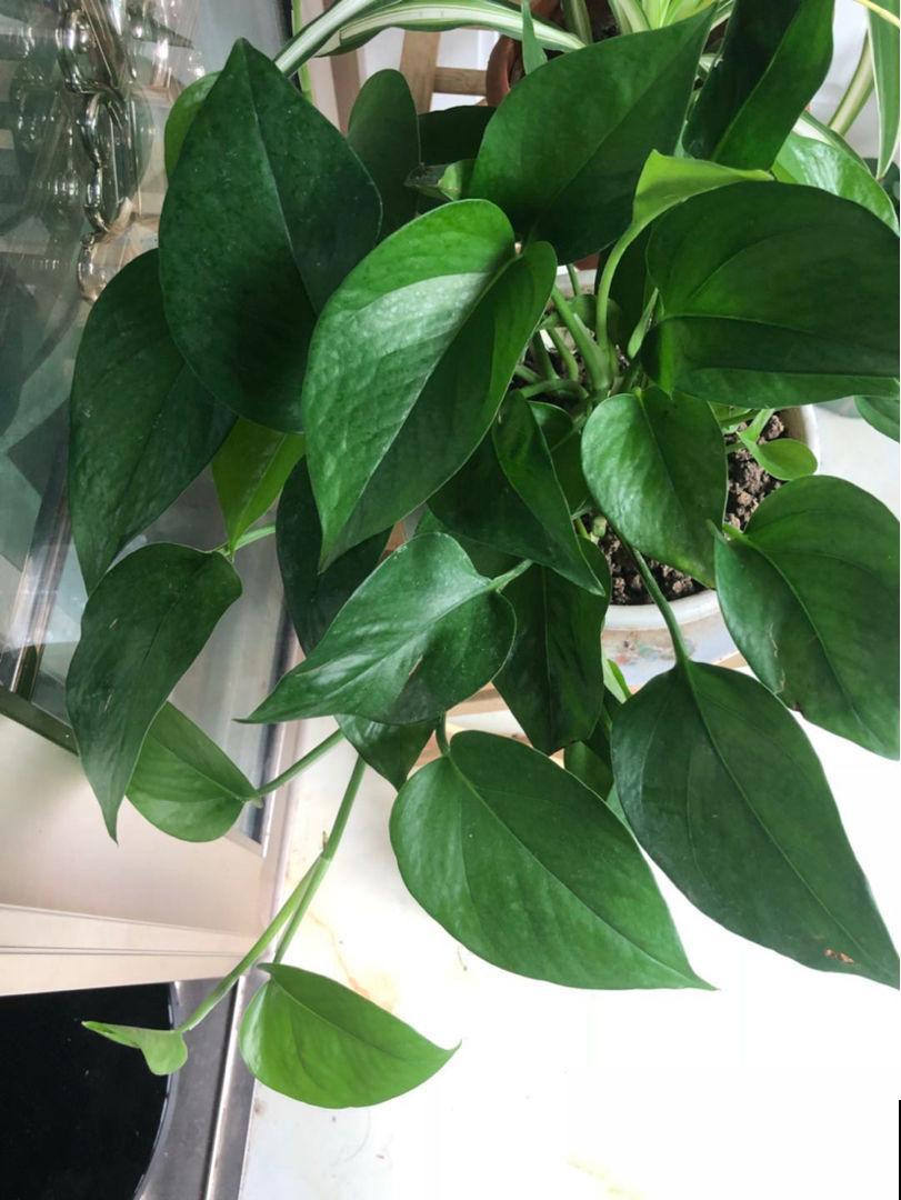 9月份逛花市,10块钱就能入手的花,赶紧养起来吧 9月份逛花市,10块钱就能入手的花,赶紧养起来吧