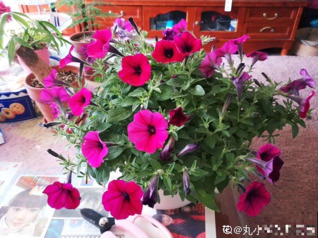 立秋后就养它，下个月爆盆，开花5、6次！