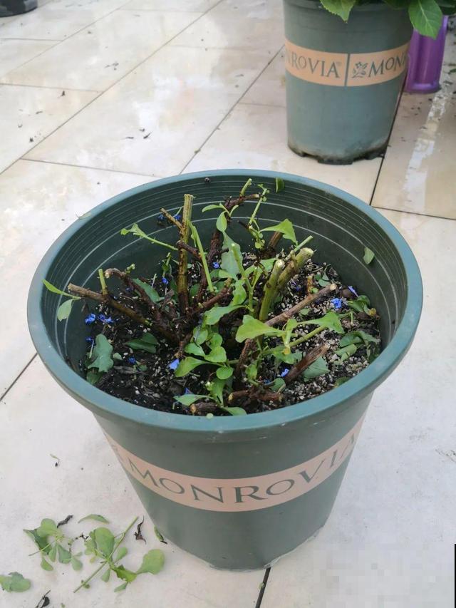 8种花要舍得掐,才能越长越旺盛 8种花要舍得掐,才能越长越旺盛