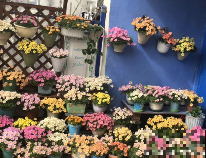 酢浆草太能生崽，一年生一堆，多得都想扔！