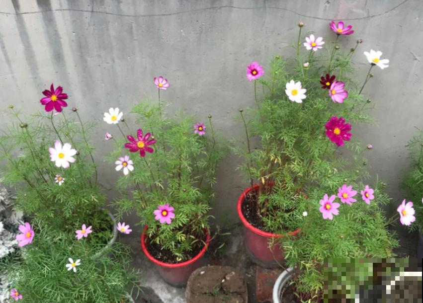 可以自生自长的花,种子掉土里就活,不用管开不停! 可以自生自长的花,种子掉土里就活,不用管开不停!