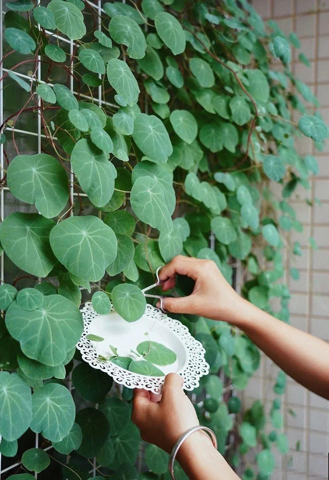 1米7的天竺葵，开花成瀑布，太震撼了