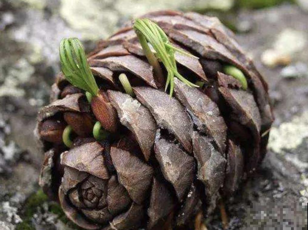 路边捡点松果，开水一烫来养花，透气不烂根！