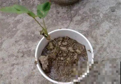 扦插有啥难？1根吸管，插活6盆花，太简单了！