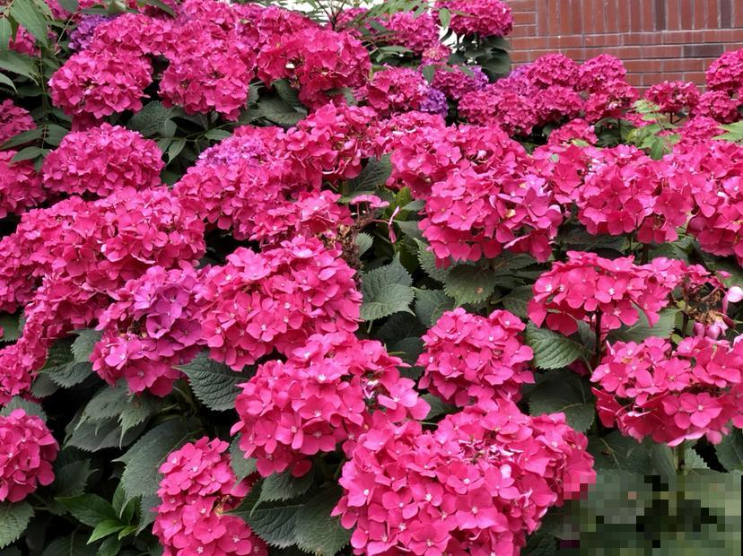 5种花像“小强”,繁殖能力超强,掰个枝就能活 5种花像“小强”,繁殖能力超强,掰个枝就能活