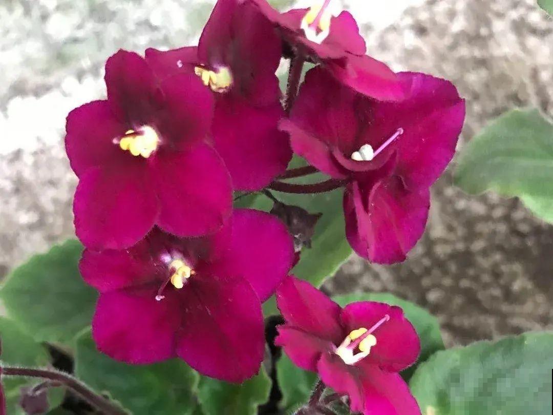 绿萝养腻了,换成非洲紫罗兰,1年有10个月花期! 绿萝养腻了,换成非洲紫罗兰,1年有10个月花期!